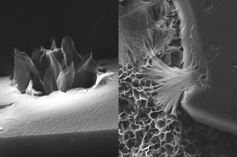 Illustration for article titled These Microflowers Bloom From Organic Chemicals in 3 Hours